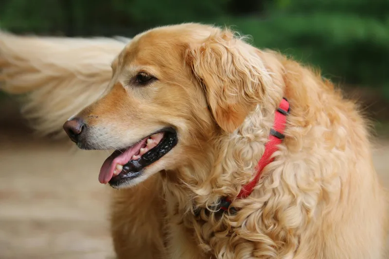 Paws for Democracy: The Golden Retriever Who Beat Human Politicians and Served Three Terms as Mayor