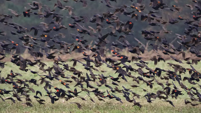 The Great Blackbird Blitz: When the US Government Went to War Against Birds and Got Humiliated